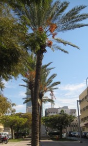 Palmiers sur le boulevard Rotschild