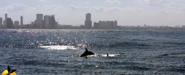 Des dauphins au large de Tel Aviv