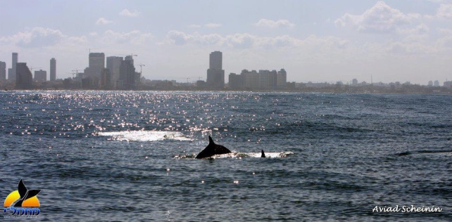 Des dauphins au large de Tel Aviv