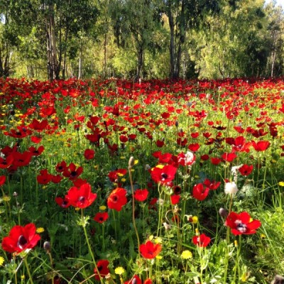 fleurs dans le negev en Israël