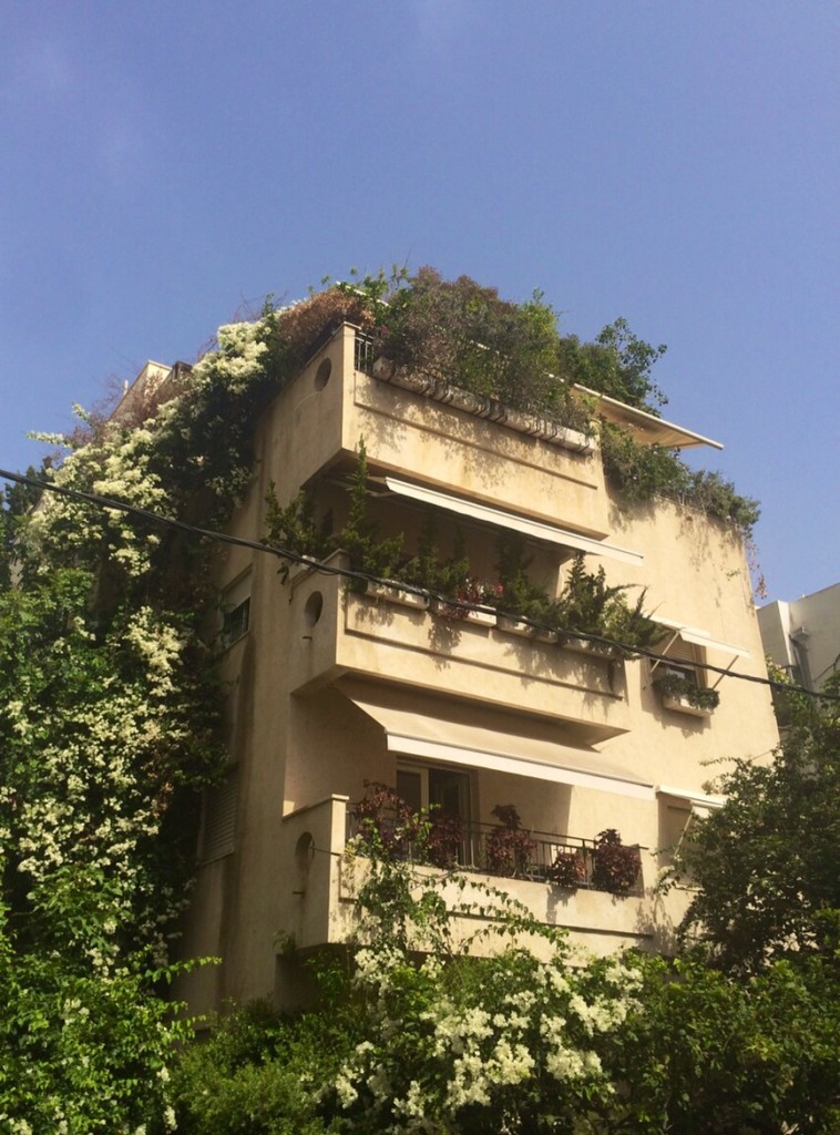 Bauhaus et bougainvillée, rue Spinoza, Tel Aviv