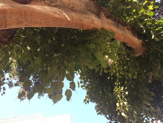 Impressionnant Ficus sacré à Tel Aviv