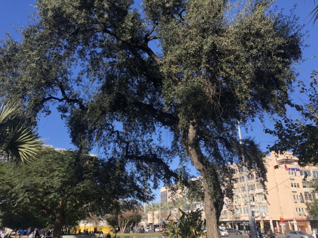 Un chêne-liège à Tel Aviv