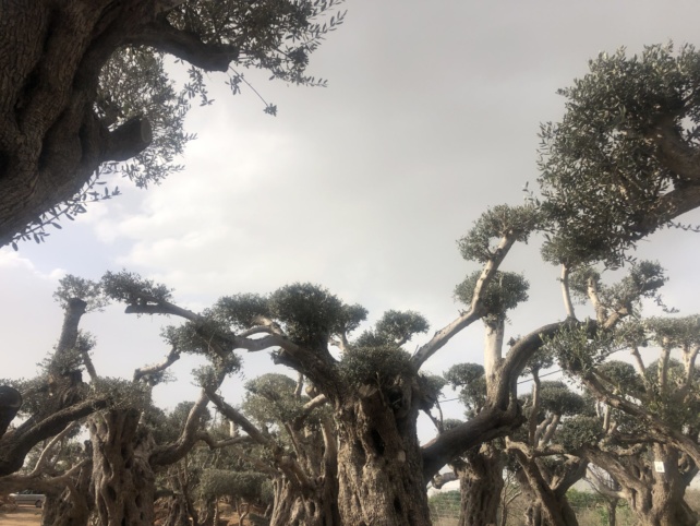 Derech HaZait, des oliviers centenaires dans le Néguev