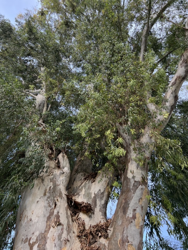 Connaître les eucalyptus d’Israël
