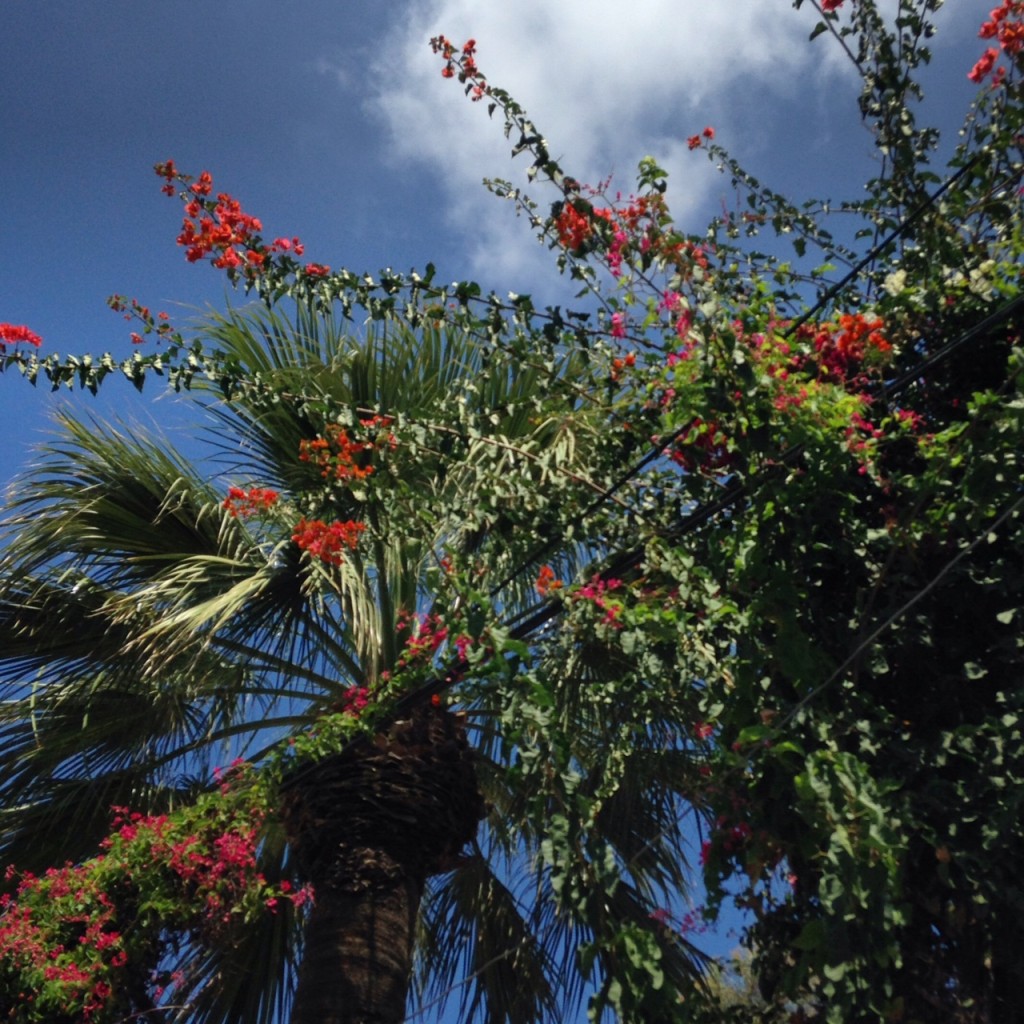 palmieret bougainvillée